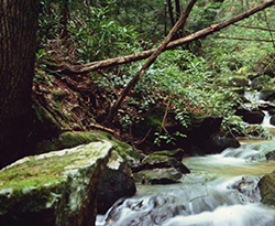photo of a stream in the woods