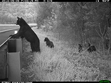 black bear mother and cubs in a highway right of way looking down the road
