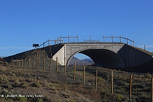 moose utilizing a wildlife crossing overpass in Colorado