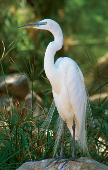 image of an egret