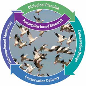 A graphic of the Strategic Habitat Conservation Framework, which consists of a photograph of a flock of geese in flight encircled by clockwise-pointing colored arrows that are labeled with the Strategic Habitat Conservation elements: Biological Planning, Conservation Design, Conservation Delivery, Outcome-Based Monitoring, and Assumption-Based Research.