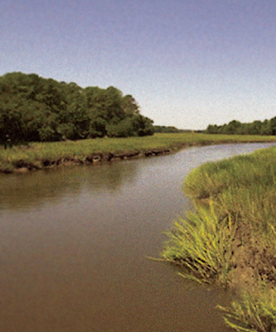 Photograph of a wetland creek flanked by grassy banks