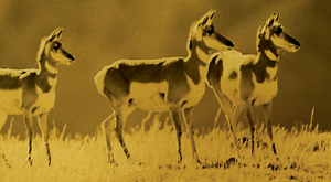 Sepia-toned photograph of three deer in a field