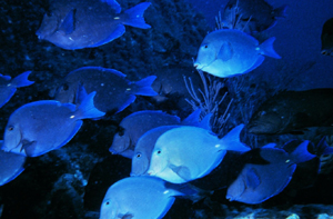 Photograph of a school of fish