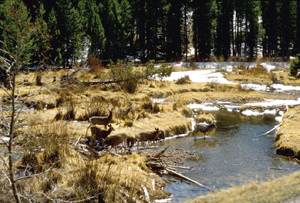 Photograph of three deer crossing a winding river in pine woods