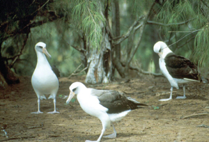 Photograph of three gulls on the ground in a pine forest