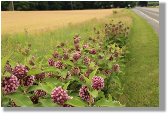 Photo 2-1: Milkweed plants (Asclepias spp.) grow readily in roadsides. They are important as nectar sources for pollinators and as host plants for the monarch butterfly.