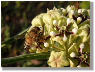 Photo 3-1: Honey bees are important crop pollinators.