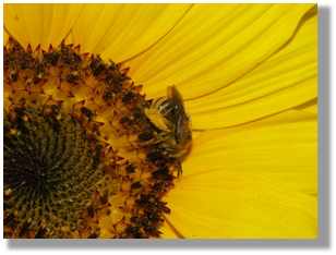 Photo 3-3: Despite their value to ecosystem health and agricultural productions, we know very little about the status of most wild pollinators such as this long-horned bee (Melissodes spp.).