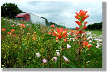 Photo 3-4: Collisions with vehicles are one of several threats to pollinators associated with roads.