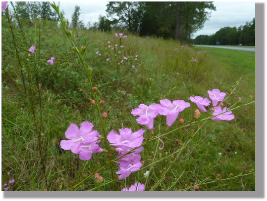 Photo 4-6: Roadside remnant habitat is often home to unique plants that support unique pollinators, and mindful management can help maintain the diversity of the remnant habitat and protect pollinators.