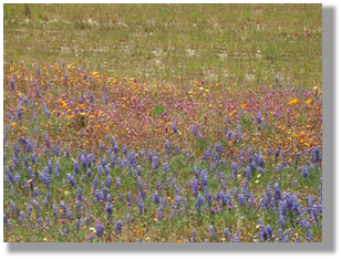 Photo 5-2: A diverse roadside in California with native wildflowers.
