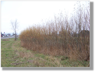Photo 5-3:  Living snow fences composed of shrubs such as willows can reduce snow drift and support pollinators.