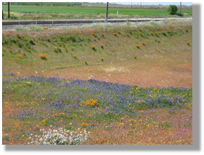 Photo 6-2: California roadside with native vegetation.