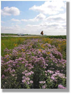 Photo 6-3:  Iowa’s collaborative efforts to grow a local seed industry support the State’s efforts to restore roadsides to native prairie vegetation.