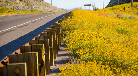 photo of native plants by roadside