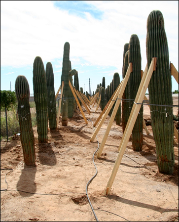 photo of saguaro cacti