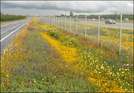 Photo of wildflowers on the roadside. Photograph courtesy Caltrans.