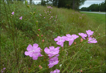 photo of wildflowers