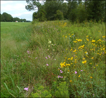 photo of a roadside full of wildflowers