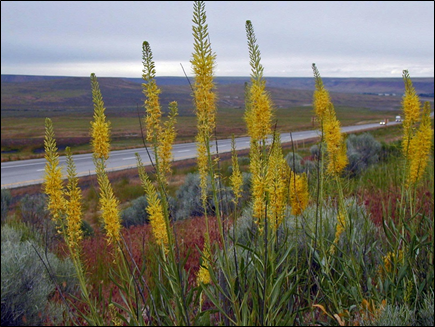 photo of roadside vegetation