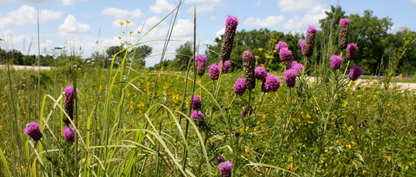 photo of native plants by roadside