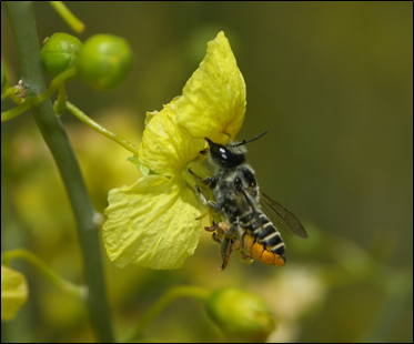 photo of leaf cutter bee