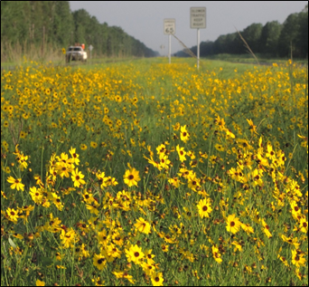 photo of a roadside wildflowers