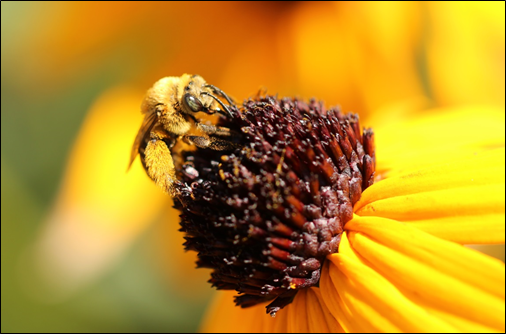 Photo of a bee on a black-eyed susan.