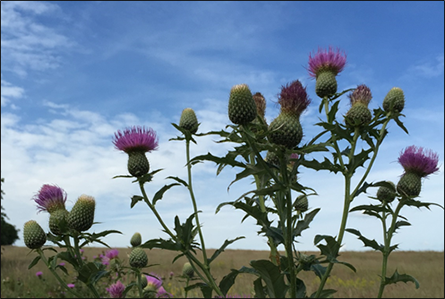 photo of native thistles