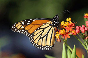 a monarch butterfly on a flower
