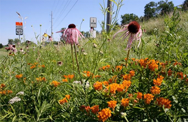 Picture of butterfly milkweed and prairie cone flower along an Iowa roadside