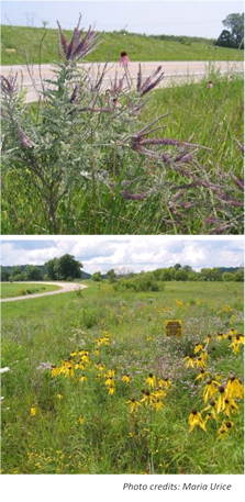 Picture of of wildflowers along a roadside. Photo credits: Maria Urice