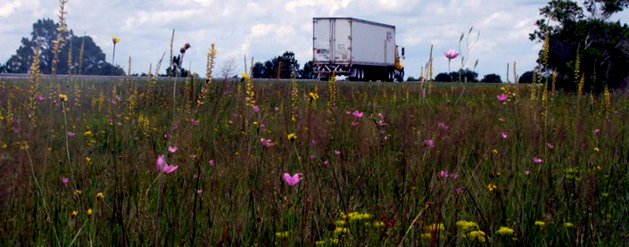 Picture of native wildflowers along a Florida turnpike
