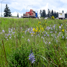 Roadside Revegetation Portal—An Integrated Approach to Establishing Native  Plants