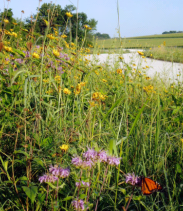 photo of wildflowers on a roadside