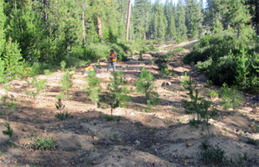 photo of recently planted trees