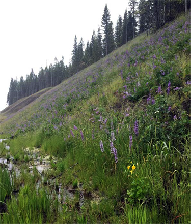 photo of wildflowers on a hillside