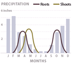 Graph showing root and shoot growth - described below