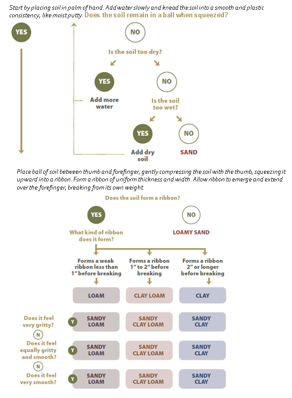 Flowchart showing soil texture by feel method - Start by placing soil in palm of hand. Add water slowly and knead the soil into a smooth and plastic consistency, like moist putty. Does the soil remain in a ball when squeezed? Place ball of soil between thumb and forefinger, gently compressing the soil with the thumb, squeezing it upward into a ribbon. Form a ribbon of uniform thickness and width. Allow ribbon to emerge and extend over the forefinger, breaking from its own weight.