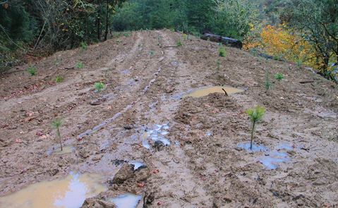 Photo of muddy, poor draining area