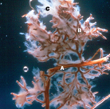 Photo of Mycorrhizal fungi