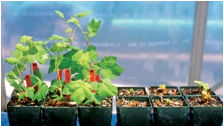Photo of two sets of seedlings - described below