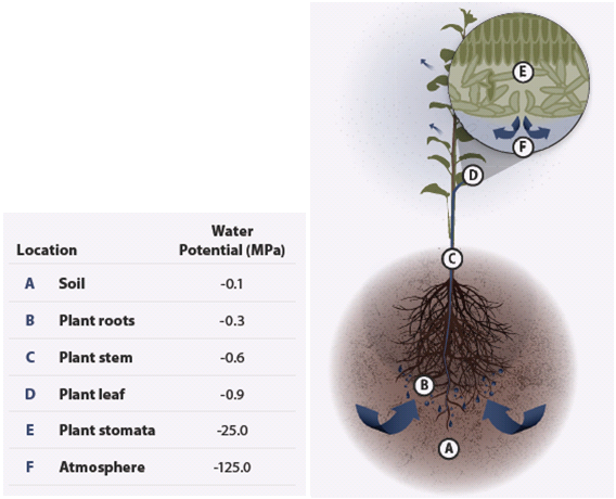 Illustration showing plant moisture stress - described below