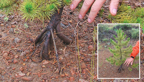 Photo of sapling with roots pushed out of ground