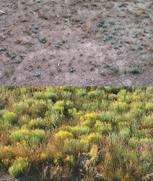 Photo of vegetated and non-vegetated landscape
