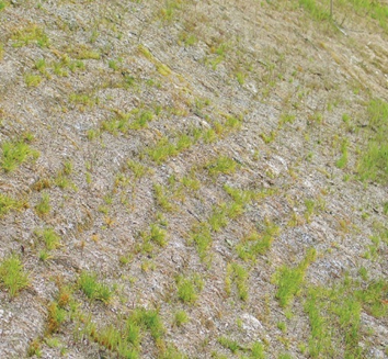 Picture of a grassy landscape