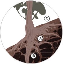 Plant roots and slobe stability