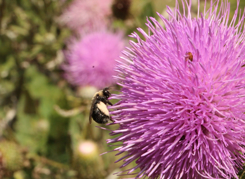 Photo of a bee on a flower