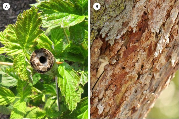 Photo of pithy stems (A) and beetle borer holes (B)